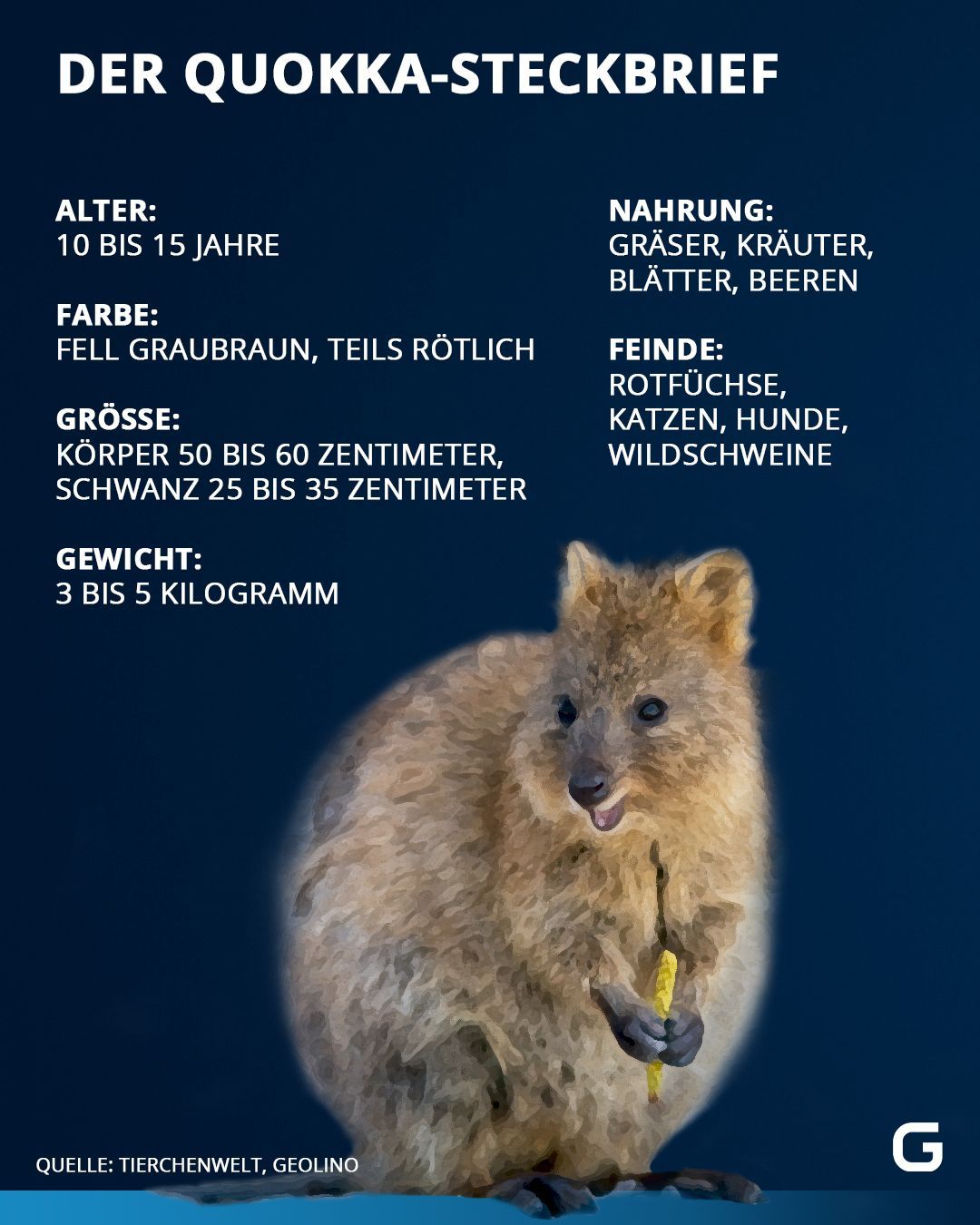 Eckdaten des Quokkas