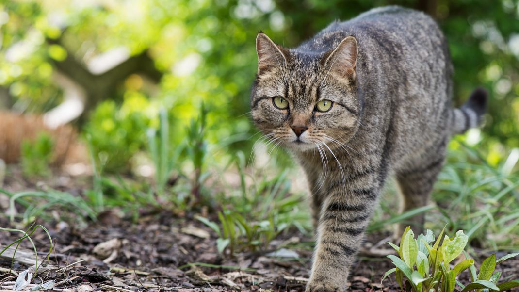 Katzen verrichten ihr Geschäft besonders gern in Beeten - ganz zum Leidwesen unserer Ernte.