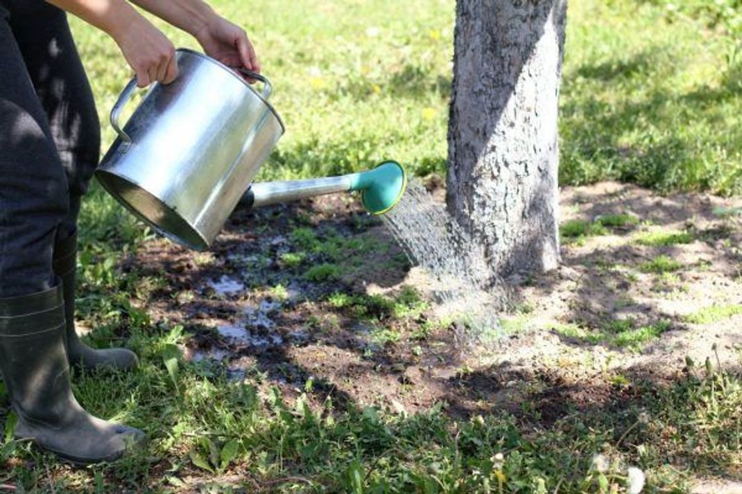 Durst? Den haben die Bäume im Sommer ganz besonders.