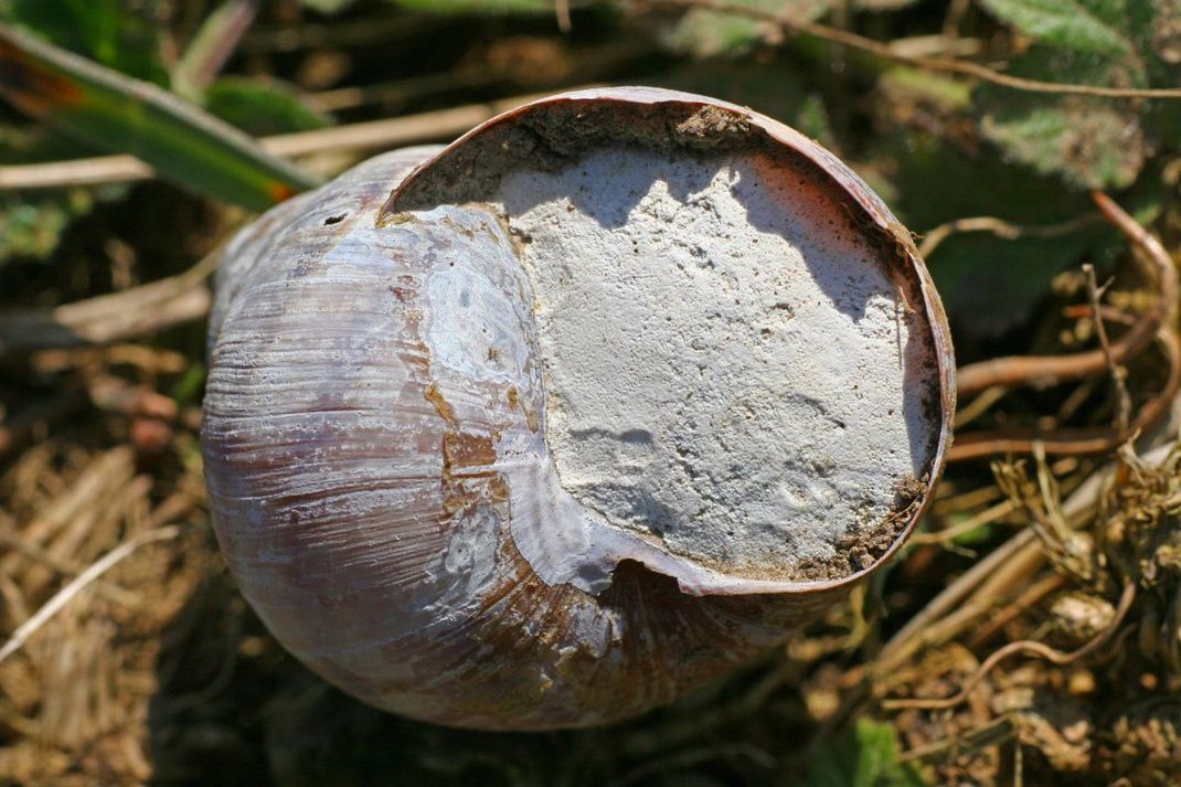 Tür zu! Die Weinbergschnecke verschließt ihr Schneckenhaus mit einem Kalkdeckel.