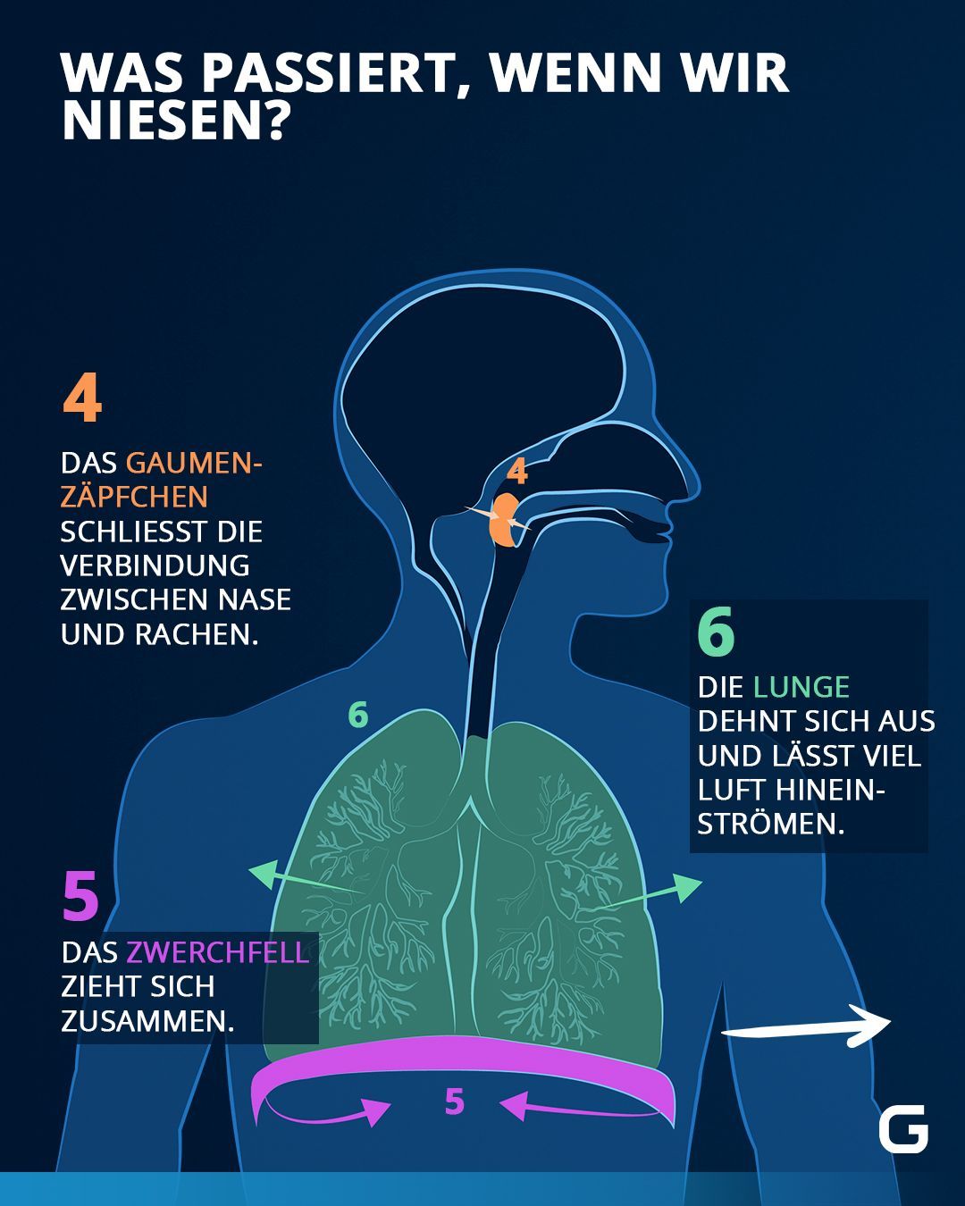 Was passiert, wenn wir niesen?