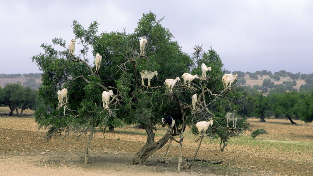 Was machen denn die Ziegen da? Hier erklimmen sie gerade einen Argan-Baum, auch Arganie genannt. Aus den wertvollen Arganfrüchten entsteht Arganöl – und auch die Ziegen sind dankbar für einen feuchtigkeitsspenden Snack in der sonst so kargen Wüste.&nbsp;