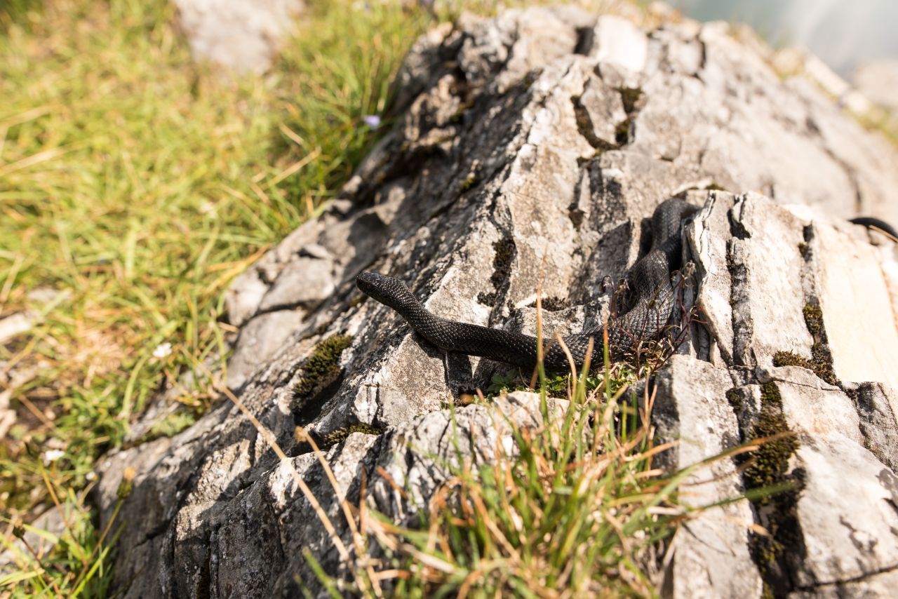 Aspisviper: Diese Art ist neben der Kreuzotter die einzige giftige Schlange in Deutschland. Für einen gesunden erwachsenen Menschen ist ein Biss aber nicht lebensgefährlich. Du erkennst sie an ihrem dreieckigen Kopf. Die Farbe kann zwischen hellgrau, rotbraun und schwarz schwanken.