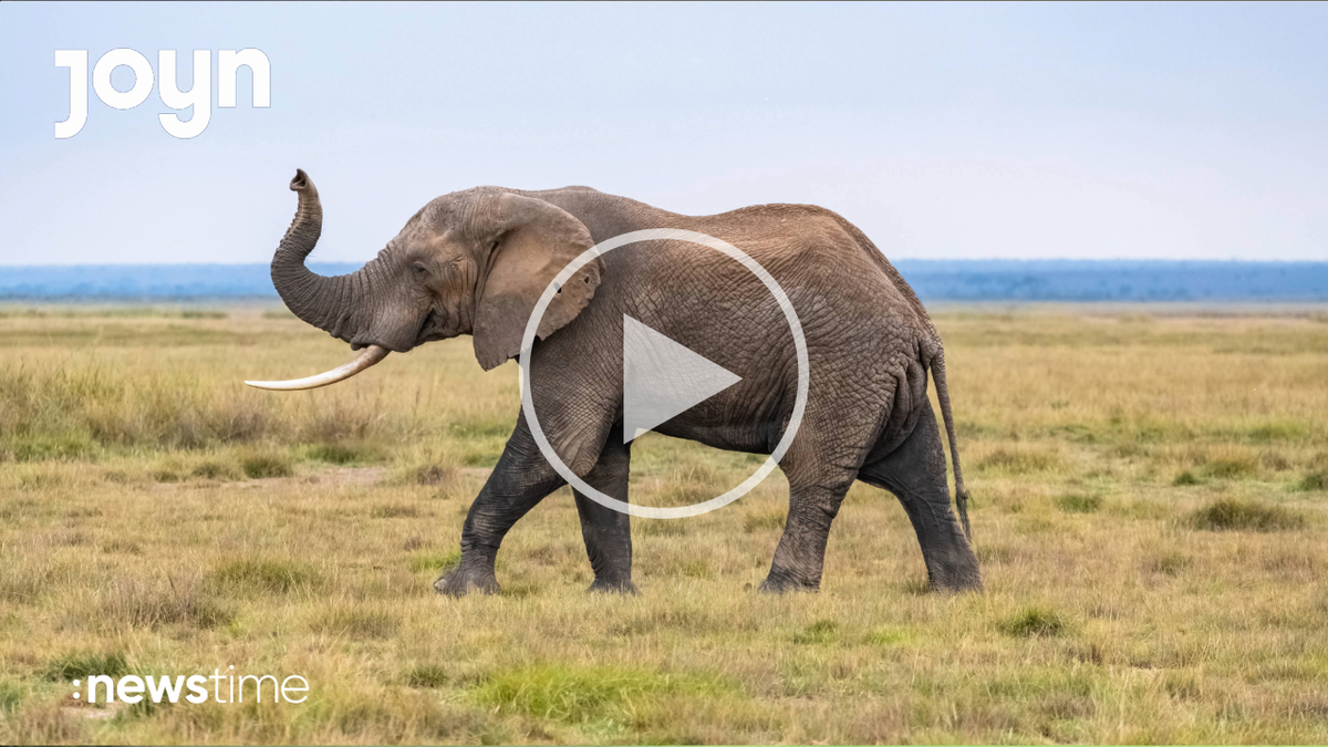 Elefant