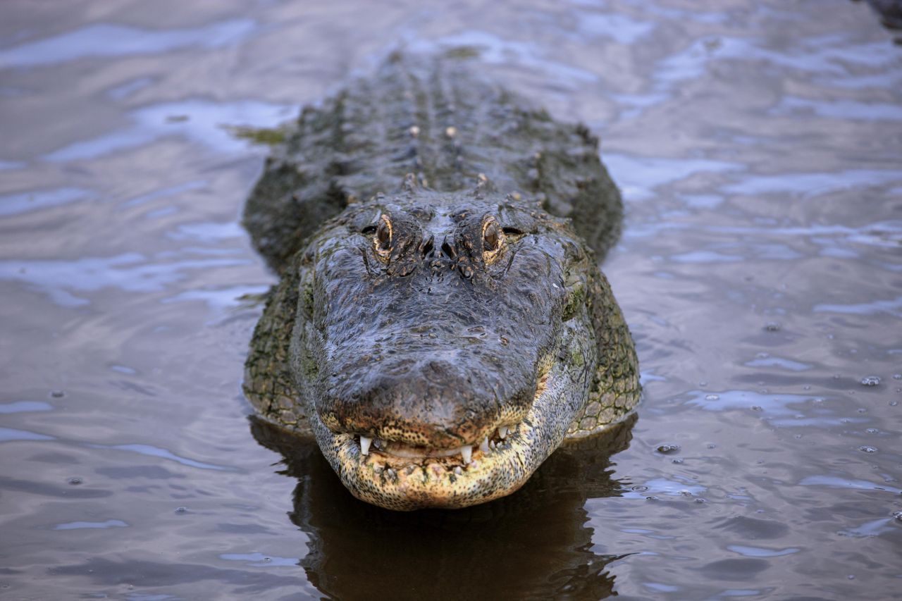 Mississippi-Alligator: Diese Art hat sich am weitesten nach Norden vorgewagt. Wie der Name schon sagt, kommen die Alligatoren im Süden der USA vor. Außer dem Mississippi-Alligator gibt es nur noch den China-Alligator in Asien. Da sie in Gefilden leben, in denen es auch kühler wird oder gar Frost herrschen kann, halten Alligatoren auch eine Art Winterschlaf. Entweder sie vergraben sich im Uferschlamm oder bleiben im Wasser.&nbsp;