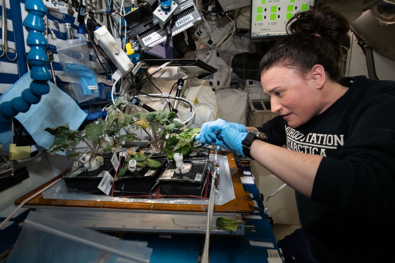 Für die Pflanzenexperimente auf der ISS muss man nicht nur hochqualifizierte Labor-Kraft sein, sondern auch ein grünes Händchen haben. So wie hier US-Astronautin Serena Auñón-Chancellor 2018 bei der Ernte von Salat.