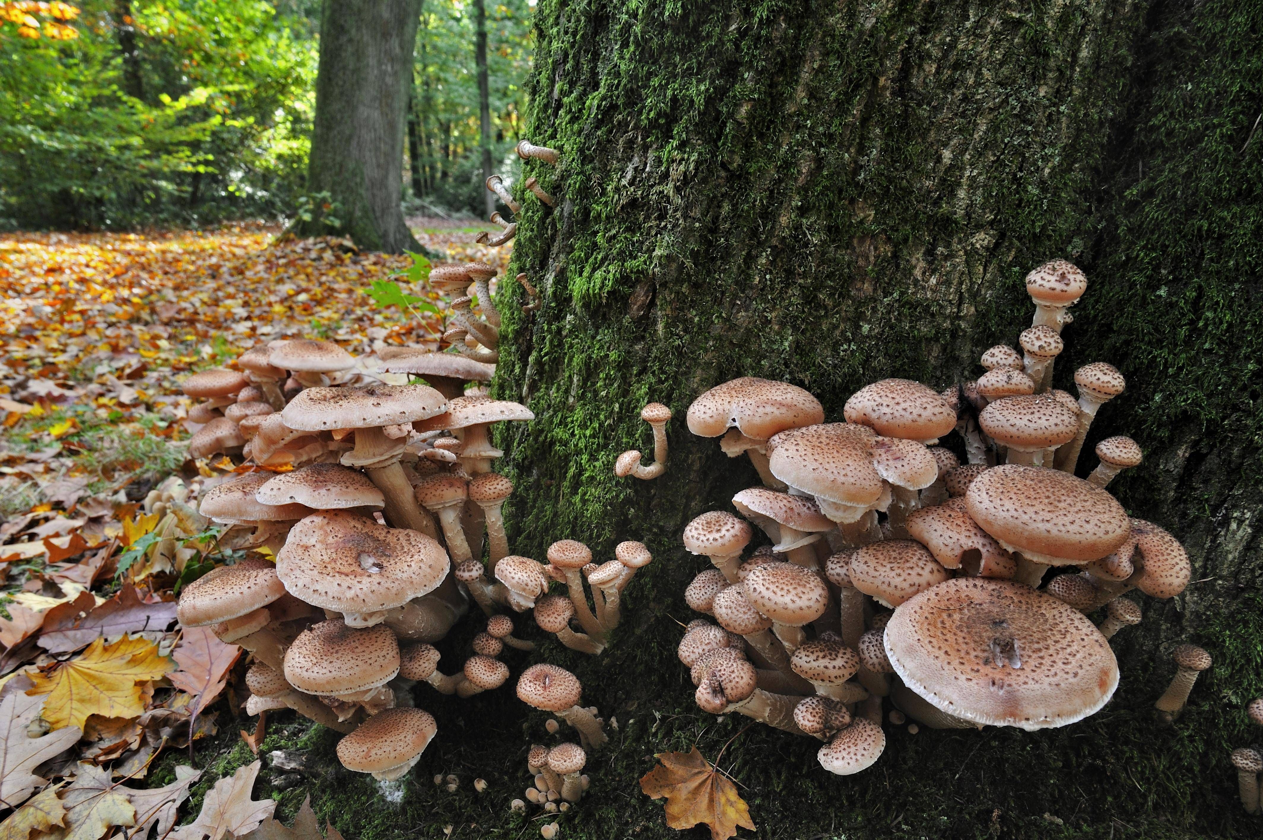 Der Hut des Dunklen Hallimasch ist fleischfarben bis rötlich-braun mit dunklen, losen Schüppchen. Der Rand sowie Stil und Lamellen des Fruchtkörpers sind weiß.