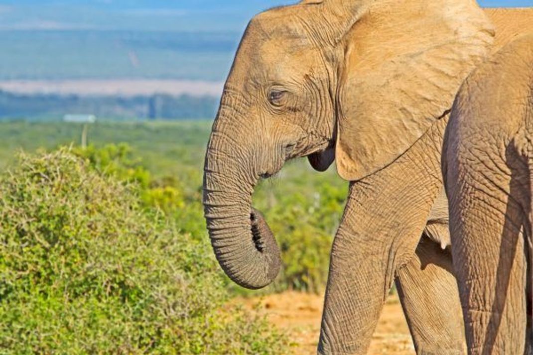 Stoßzahnlose Überlebenskünstler: Die afrikanischen Elefanten haben sich an die Gefahr durch Wilderer angepasst.