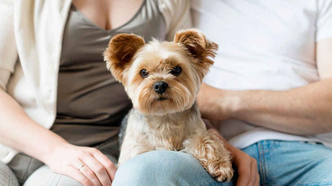 Welche Namen perfekt für deinen Hund geeignet sind, erfährst du hier.