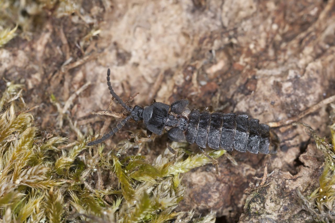 Der Kurzflügel-Leuchtkäfer (Phosphaenus hemipterus) 