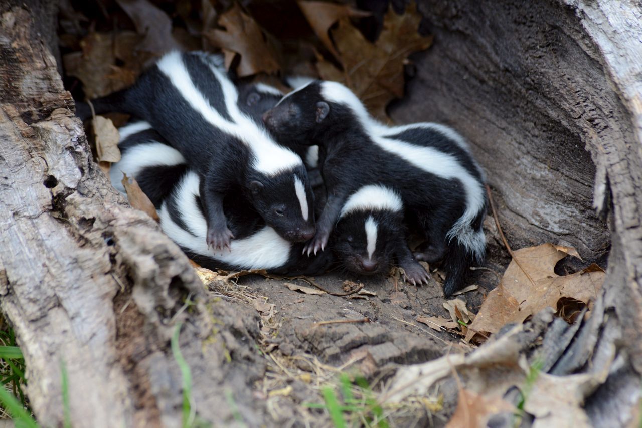 Stinktier-Babys in einer Baumhöhle: Die Kleinen bleiben einige Wochen bei der Mutter, bevor sie selbstständig werden.