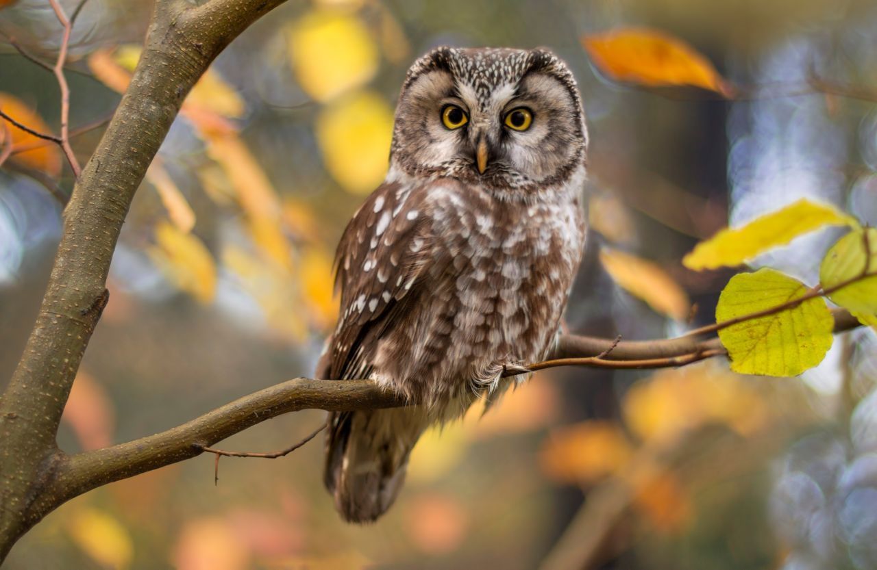 Die rund 5.000 Raufuß-Kauze ziehen sich am liebsten in den Wald zurück. Entsprechend selten kriegt man sie zu sehen. Wenn du doch einen entdeckst, achte auf die Füße: Sie sind gefiedert.