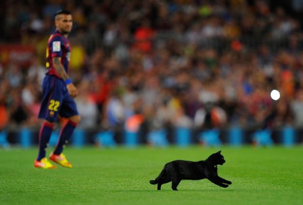 
                <strong>Die Katze vom Camp Nou</strong><br>
                Für zwei Minuten übernimmt die Katze die Rolle des Hauptdarstellers, ehe ein Ordner sie vom Spielfeld entfernt und die Partie wieder aufgenommen werden kann.
              