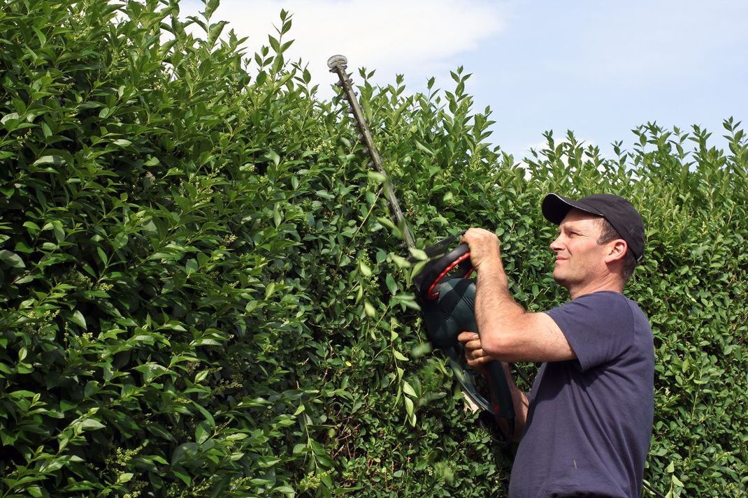 Eine immergrüne und schnellwachsende Hecke ist die Ligusterhecke. Der Nachteil: Sie kommen um häufige Form- und Rückschnitte nicht herum.