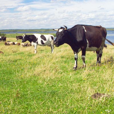 Blauzungenkrankheit bei Kühen und Schafen