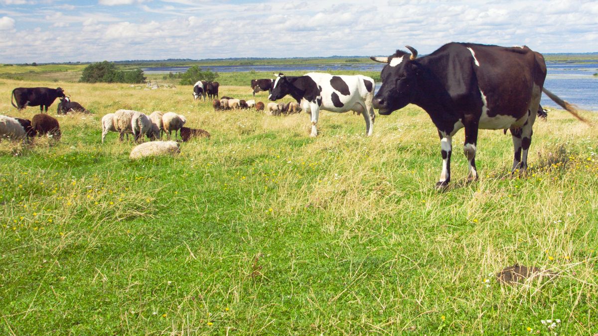 Blauzungenkrankheit bei Kühen und Schafen