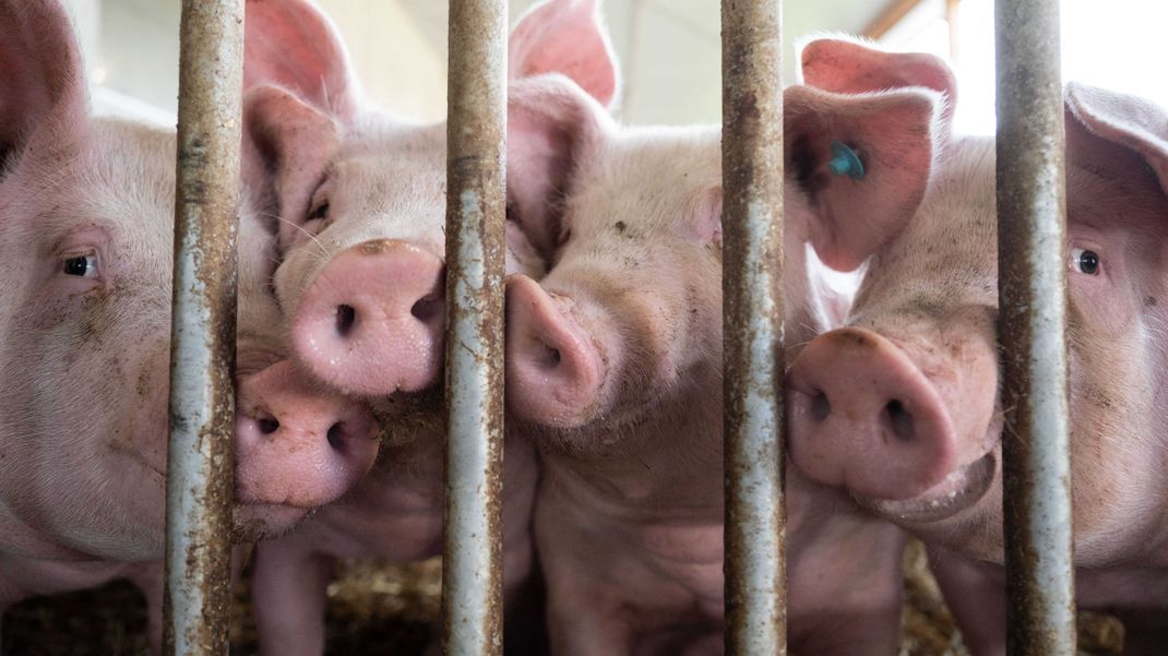 Mit dem neuen Tierhaltungslogo soll zunächst Schweinefleisch gekennzeichnet werden.