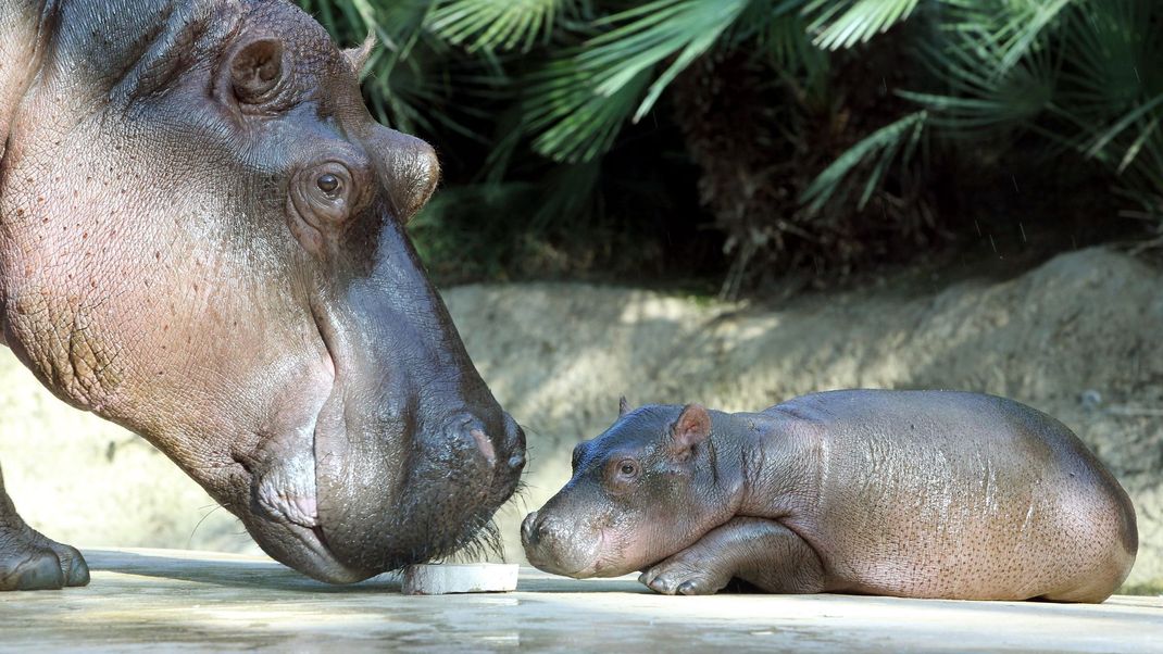 Ein Bild aus besseren Zeiten: Flusspferd Nicole 2011 mit ihrer Tochter Nala. (Archivbild)