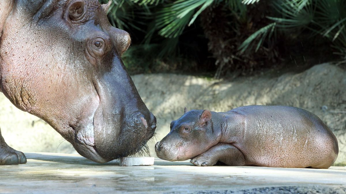 Flusspferde im Berliner Zoo