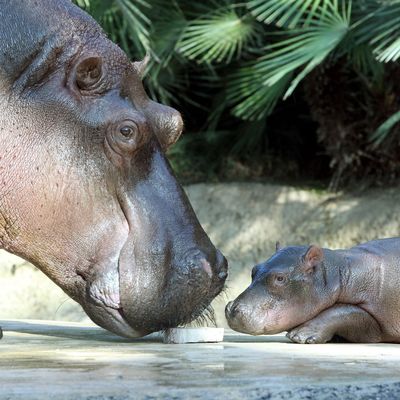 Flusspferde im Berliner Zoo