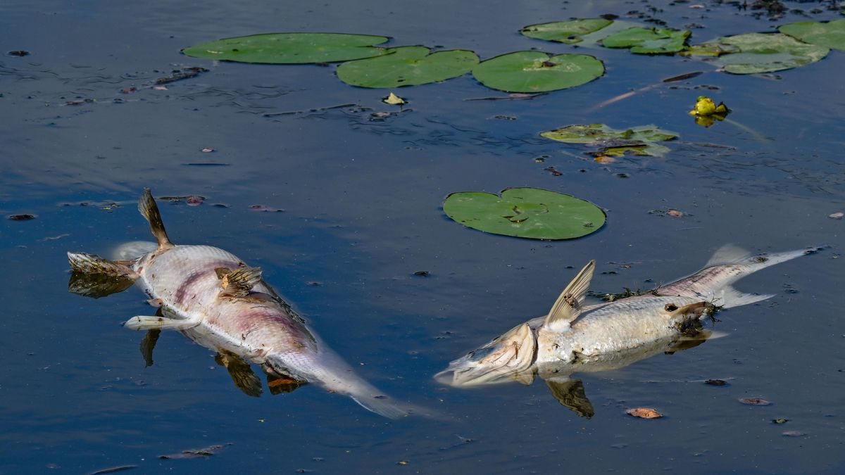 Zwei große tote Fische von etwa 50 Zentimetern Länge treiben an der Wasseroberfläche.