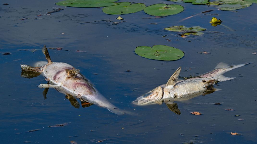 Zwei große tote Fische von etwa 50 Zentimetern Länge treiben an der Wasseroberfläche.
