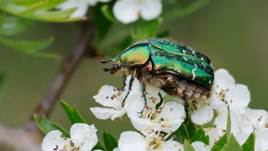 Im Sommer ist der Gemeine Rosenkäfer (auch als Goldglänzende Rosenkäfer bekannt) ein häufiger Gast im Garten an Rosen und anderen großen Blüten.