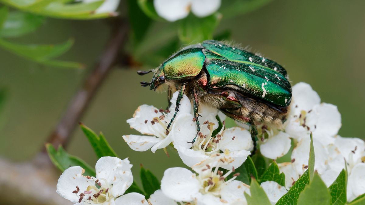 Rosenkäfer, Gemeiner Rosenkäfer, Goldglänzender Rosenkäfer, Goldkäfer, Gold-Rosenkäfer, Goldrosenkäfer, Blütenbesuch auf Weißdorn, Crataegus, Cetonia aurata 435651737