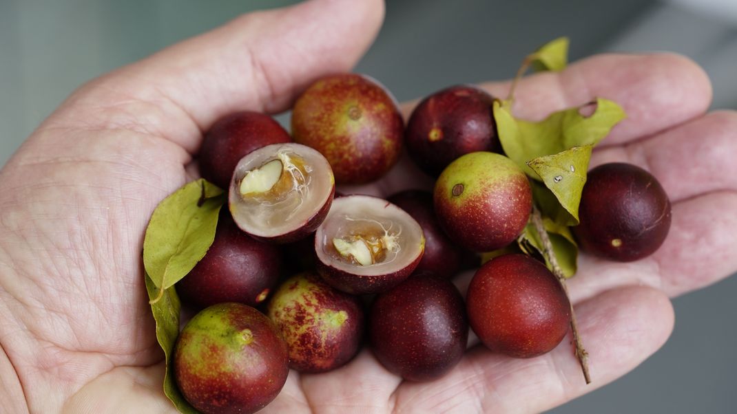 Zitronen sind nicht jedermanns Sache, sind jedoch ein wichtiger Vitaminlieferant. Die Camu-Camu-Frucht soll da Abhilfe schaffen. Sie ist weniger sauer, und darüber hinaus noch um einiges vitaminreicher.