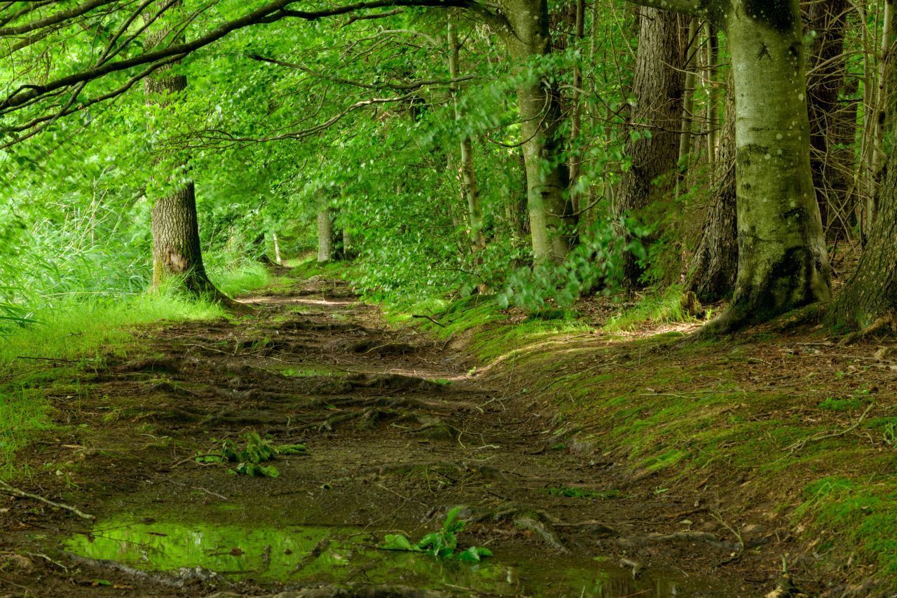 Bäume - speziell Ahorne, Weiden, Erlen, und Kastanien - 
sondern Flüssigkeit aus ihre Blattstielen und Blättern ab, wenn sich Regen nährt. Birken und die Blüten von Linden hingegen verstömen dann einen intensiveren Geruch.