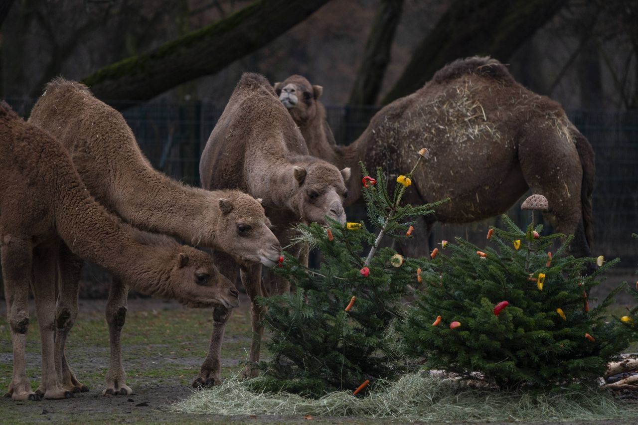 Elefanten, Kamele oder Hirsche haben Weihnachtsbäume zum Fressen gern. Daher freuen sich Zoos und Wildparks über nadelige Futterspenden. Vorausgesetzt, die Bäume sind abgeschmückt und nicht mit Schnee- oder Glitzer-Spray behandelt. Die Spende immer bei Mitarbeiter:innen vor Ort abgeben und keinesfalls in die Gehege werfen. Um den Tieren ein Festmahl zu bereiten, werden die Äste manchmal mit Obst und Gemüse geschmückt.