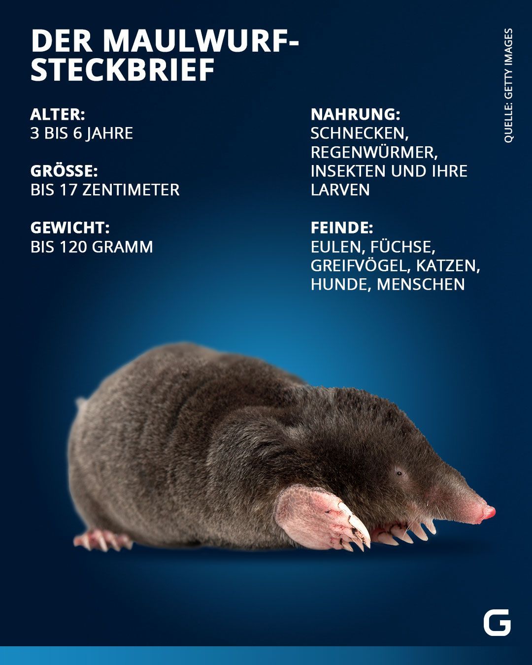 Alle Infos zum Maulwurf im Steckbrief