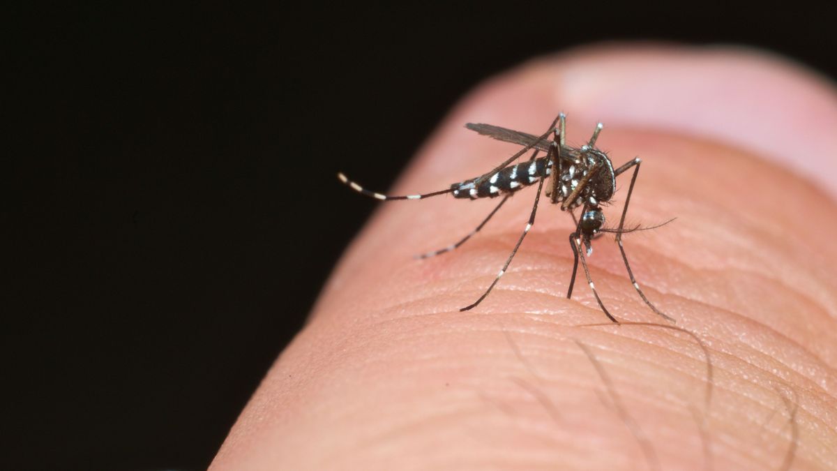 Tiger mosquito (Aedes albopictus) ready for bite human skin