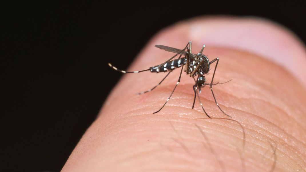 Die Asiatische Tigermücke ist mitverantwortlich für den weltweiten Anstieg der Infektionszahlen mit Dengue-Fieber. (Sympolbild)