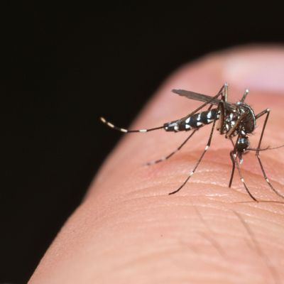 Tiger mosquito (Aedes albopictus) ready for bite human skin