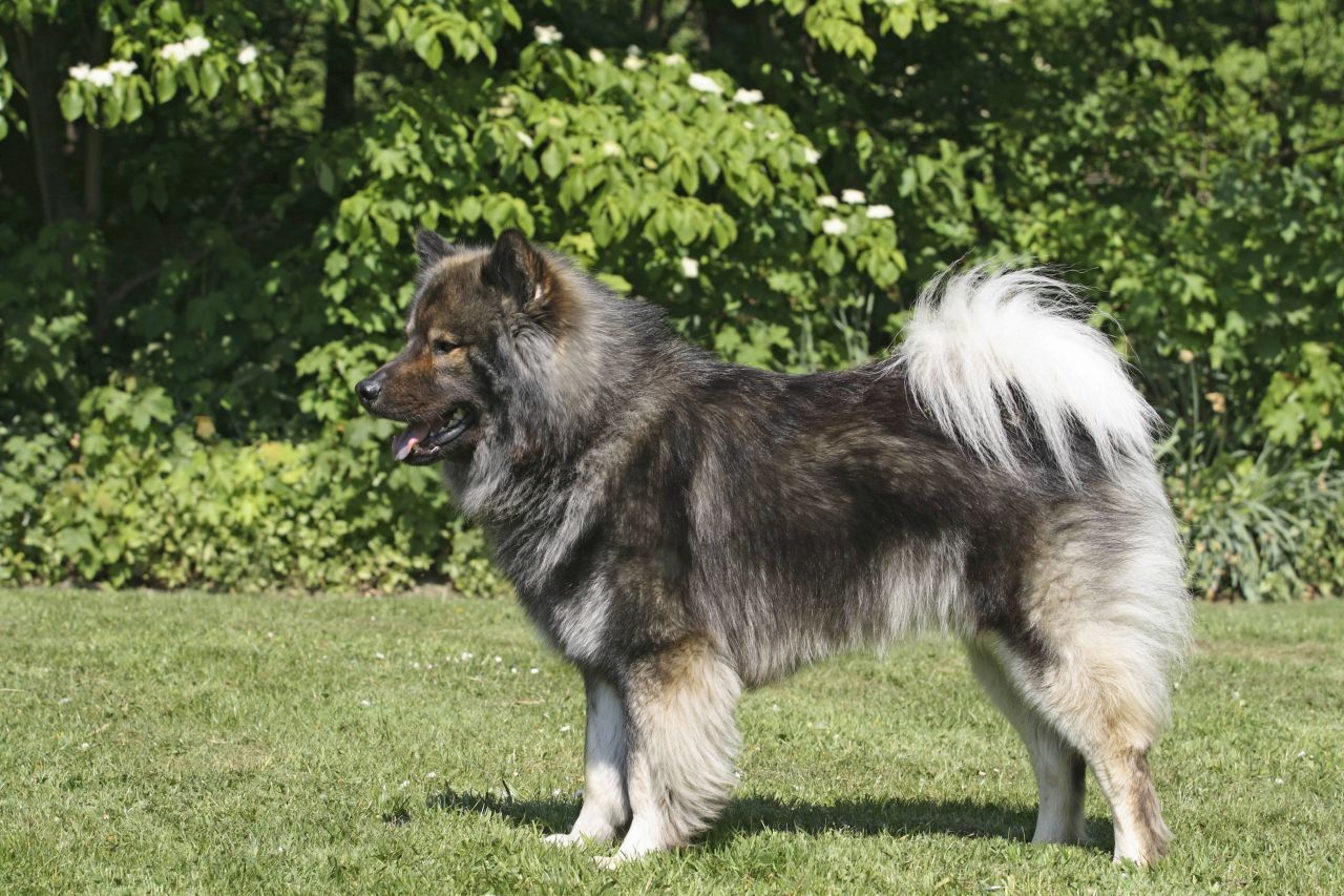 Schwanzwedeln ist nicht gleich Schwanzwedeln: Denn es heißt nicht immer, dass der Hund gerade glücklich ist. Ist er über den Rücken gebogen, heißt das: Ich bin ein starker Hund und auch bereit, mich zu verteidigen.