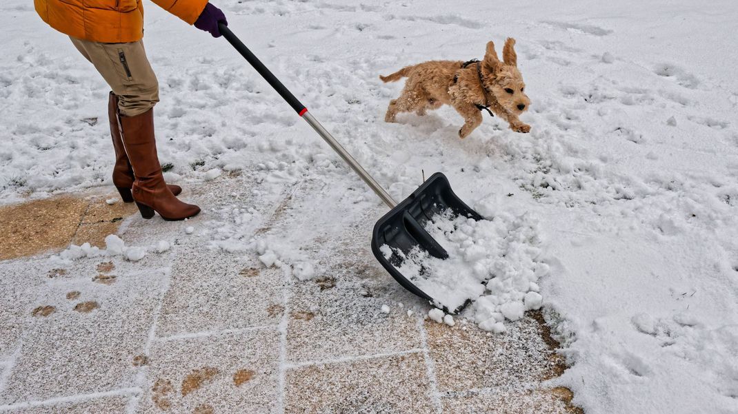 Vergnügen und Pflicht bei Schnee. Der Hund freut sich über das Schneeschaufeln seines Frauchens.