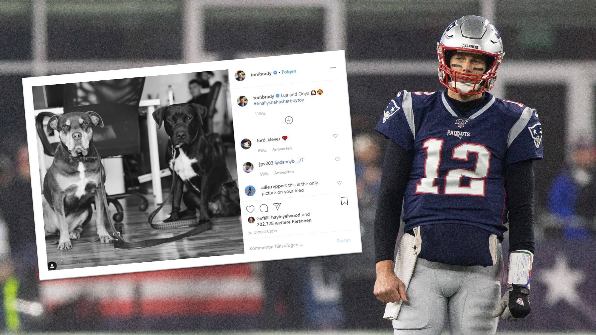 
                <strong>Tom Brady </strong><br>
                Superstar Tom Brady ist das Herrchen von gleich zwei süßen Fellnasen namens Lua und Onyx.
              