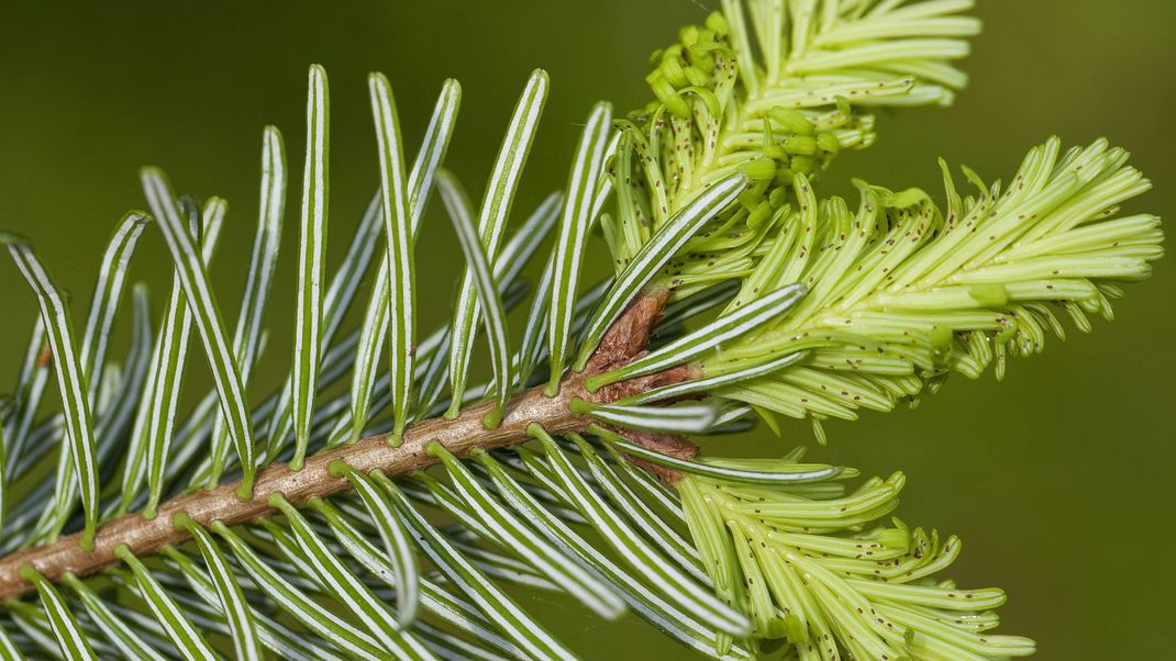 Mit dem Weihnachtsbaum kommen oft auch allerhand Insekten ins Haus. 