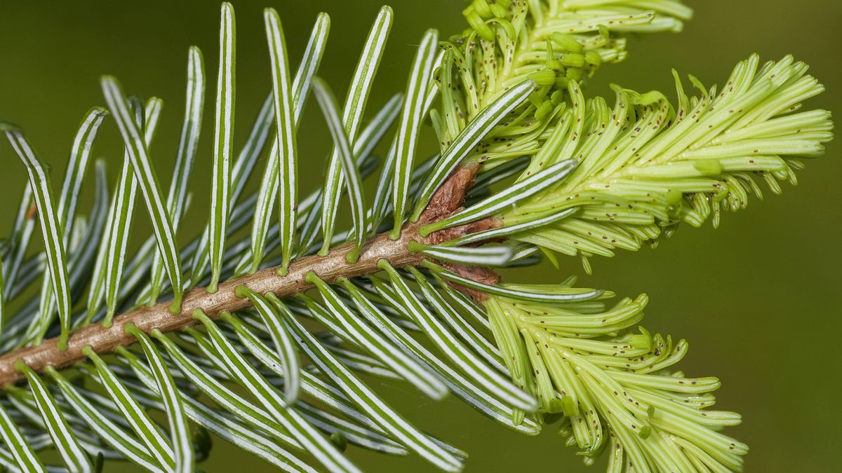 Weihnachtsbaum Insekten Befall Blattläuse 44989624