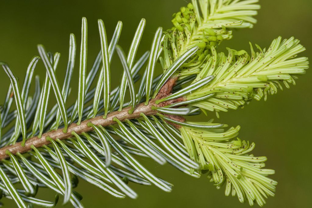 Bis zu 25.000 Insekten im Weihnachtsbaum Das kannst du dagegen tun