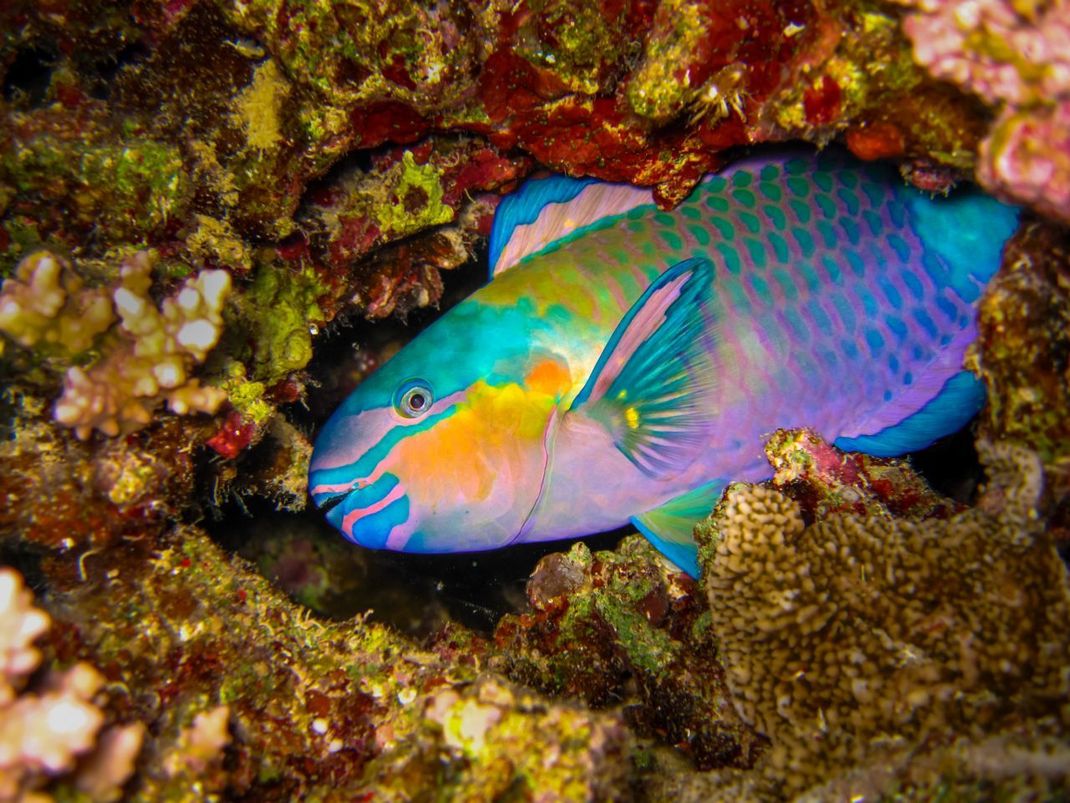 Ausgeschlafenes Kerlchen: Der Papageifisch sieht nicht nur besonders aus, er hat auch spezielle Schlummer-Tricks.