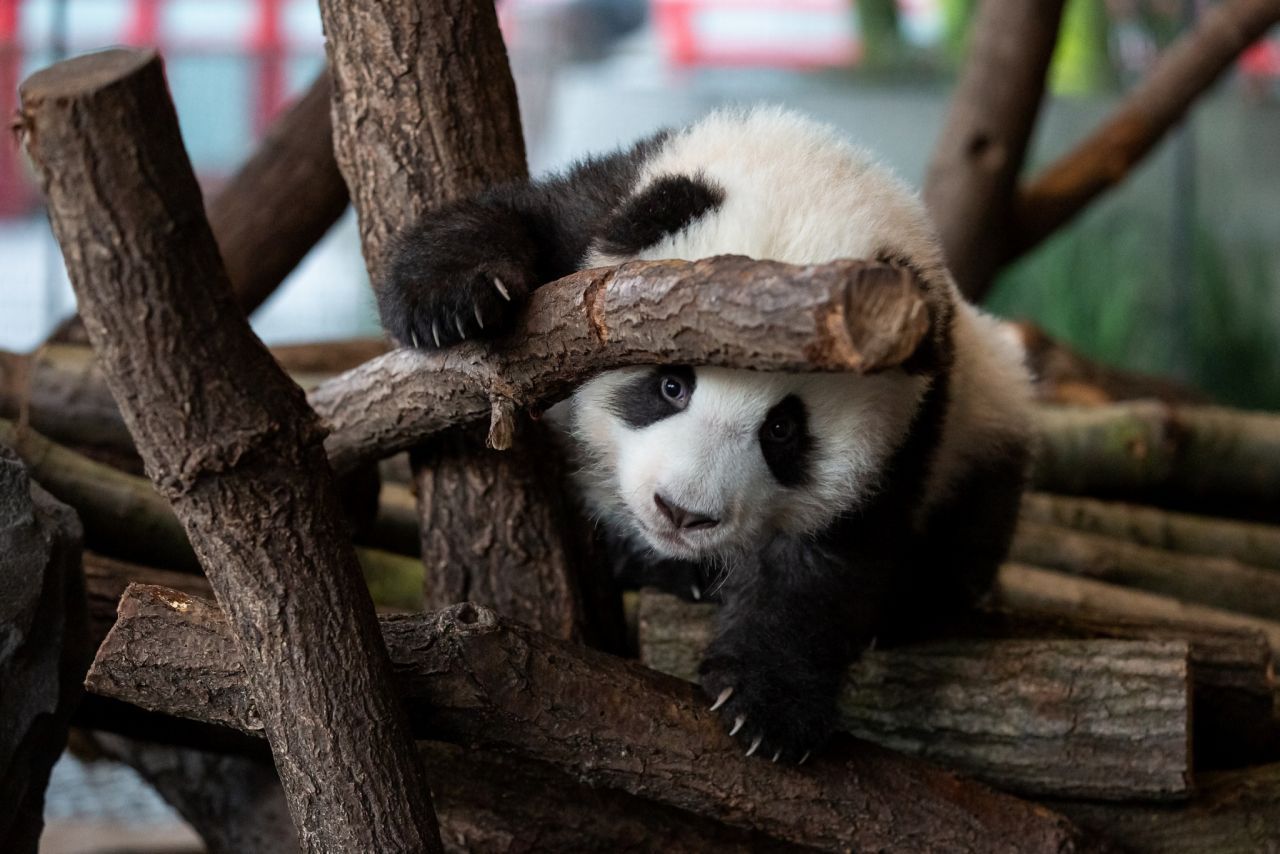 Pandas live für alle! Berlins süßer Zwillings-Nachwuchs darf raus