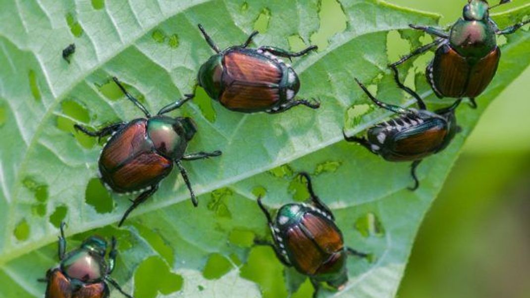 Welche gefräßigen Einwanderer fallen denn hier über das Blatt her? Der Japankäfer ist eine invasive Tierart.