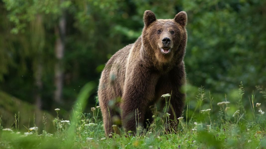 Eine Spaziergängerin ist in den Karpaten (Rumänien) am Dienstag (9. Juli) von einem Bären weggezerrt und getötet worden. Nun fordert der Umweltminister eine höhere Abschussquote für Bären.