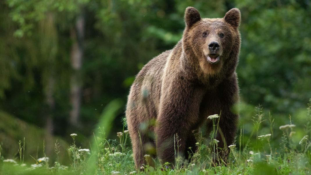 Large Carpathian brown bear portrait in the woods Europe Romania.