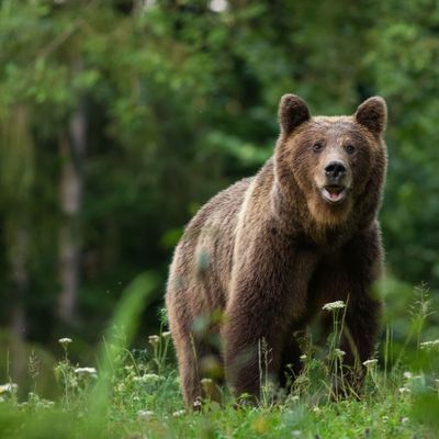 Large Carpathian brown bear portrait in the woods Europe Romania.