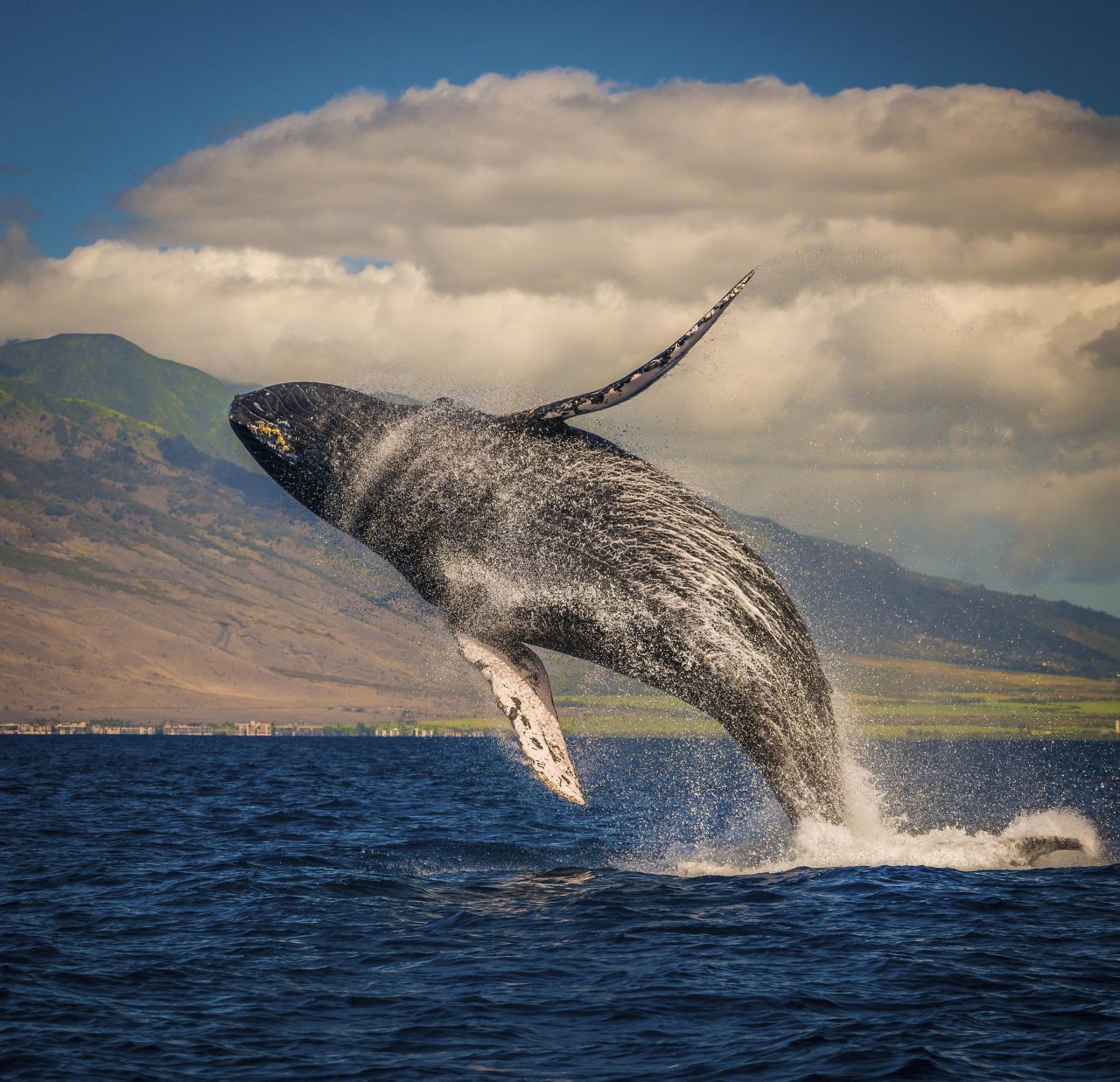 Maui (Hawaii). Rauschende Wasserfälle, riesige Regenwälder und ein erloschener Vulkan: Die hawaiianische Insel bietet viel zum Entdecken. Zwischen November und März lassen sich mit etwas Glück sogar Buckelwale beobachten.