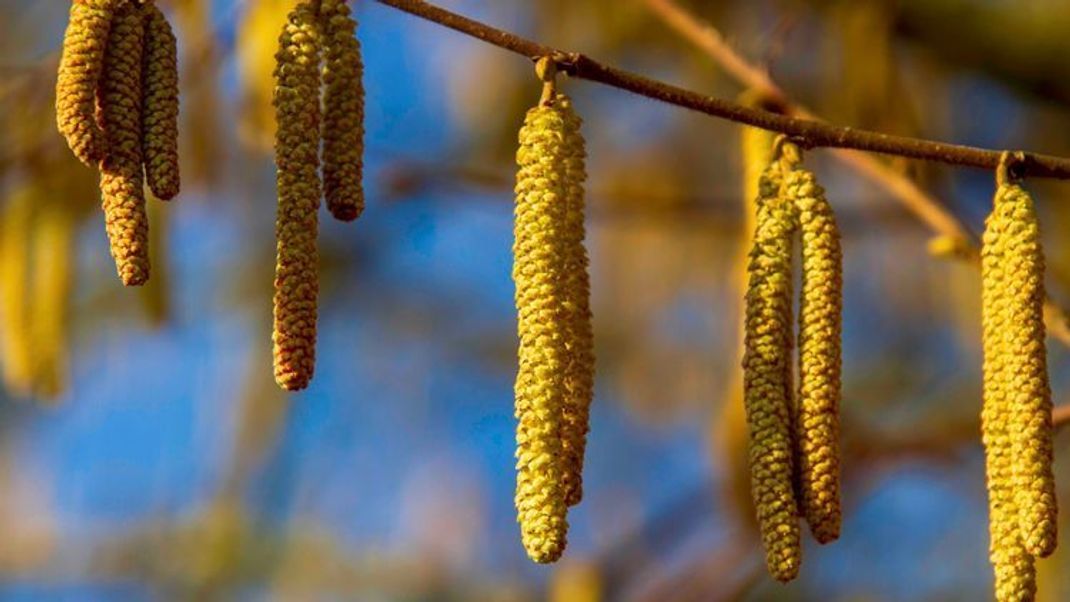 Klimawandel lässt Haselnusssträucher immer früher blühen – 7 Tipps für Allergiker
