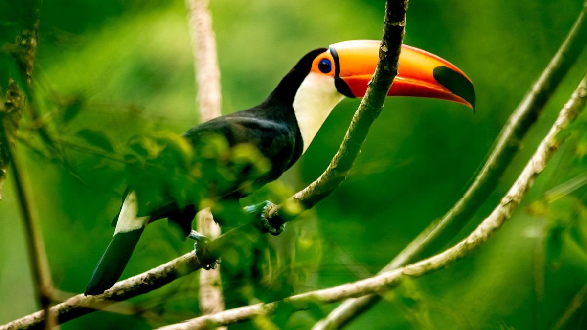 Toucan im Amazonas